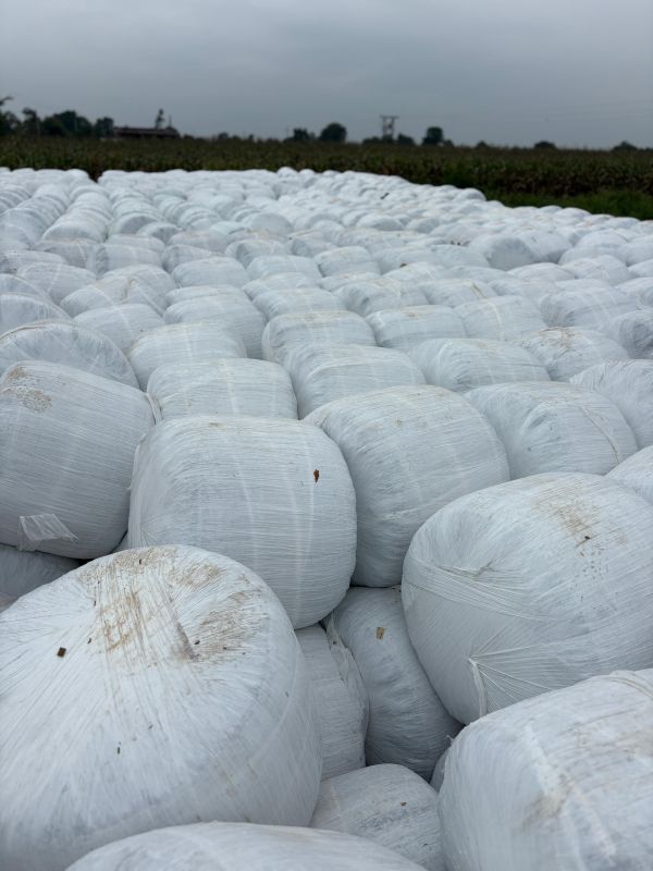 Maize Silage