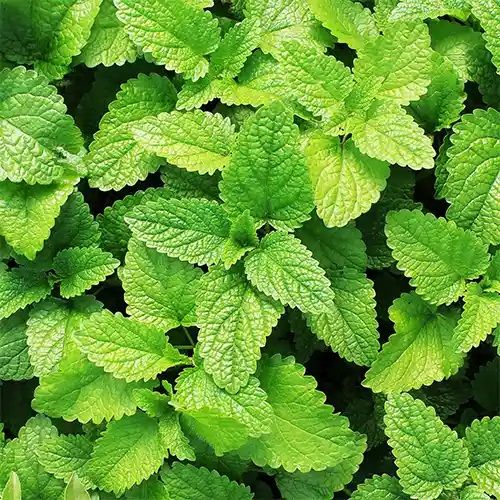 Spearmint Essential Oil 10ml, 15ml, 30ml