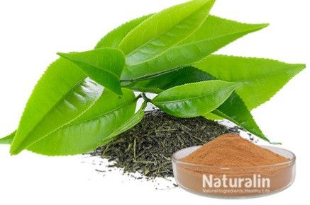 Green Tea Extract, Packaging Type : Plastic Packet
