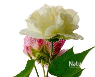 Hibiscus Flower Extract for Culinary Medicinal