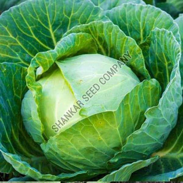 F1 Hybrid Cabbage Seeds