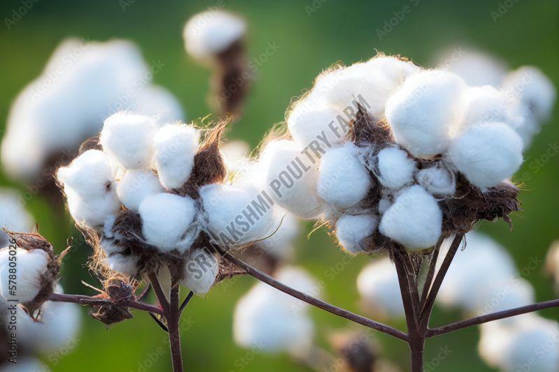 Raw Cotton