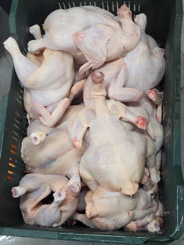 Broiler Chicken Meat