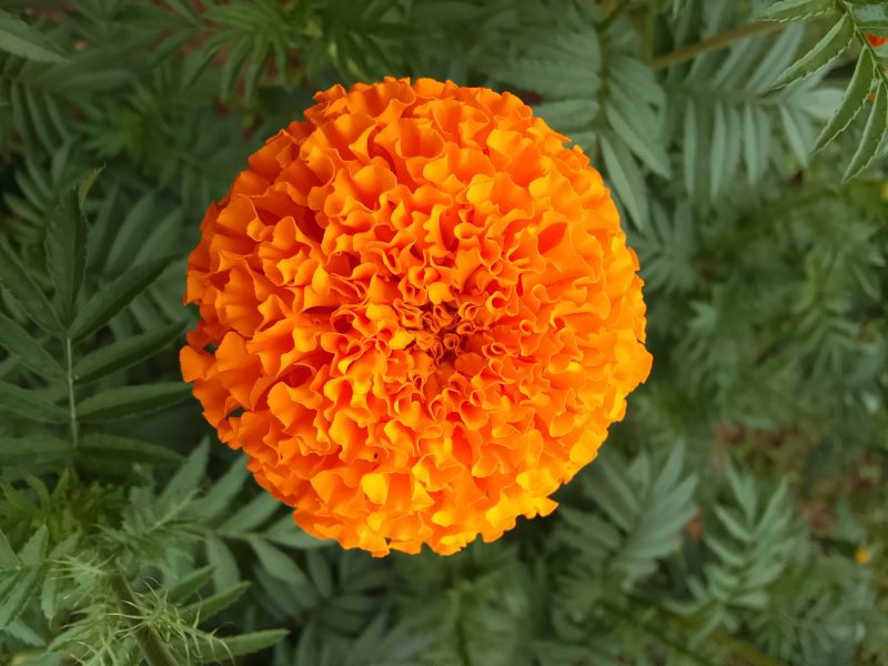 Marigold Flowers