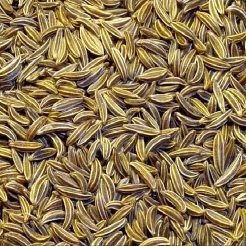 Fresh Cumin Seeds