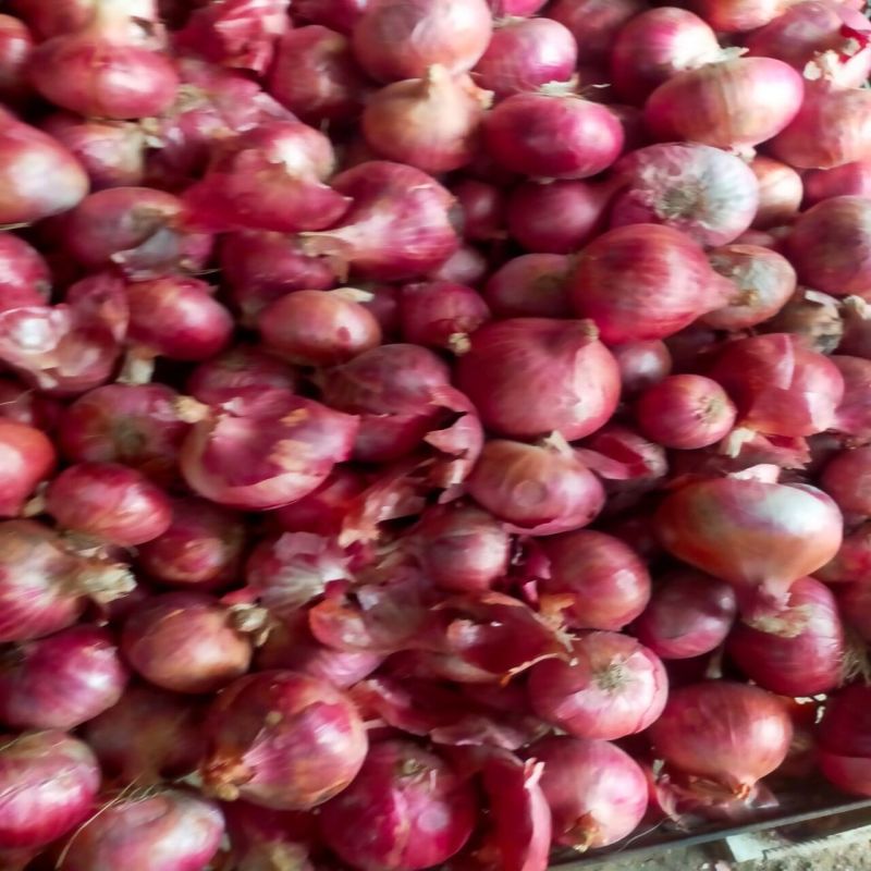 red onion