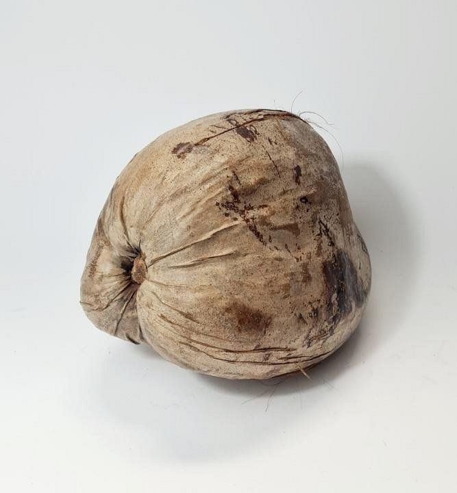 Whole Brown Coconut