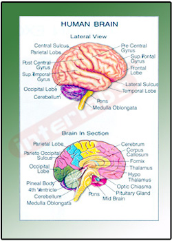 Human Brain Educational Charts