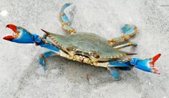 Blue crabs, for Household, Restaurant, Certification : HACCP Certified