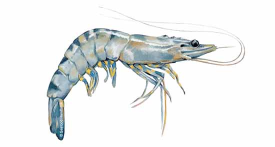 sea tiger shrimp