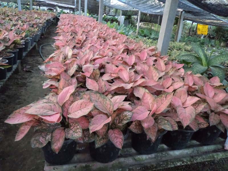  Aglaonema  Hybrids Manufacturer Exporters from Thailand  