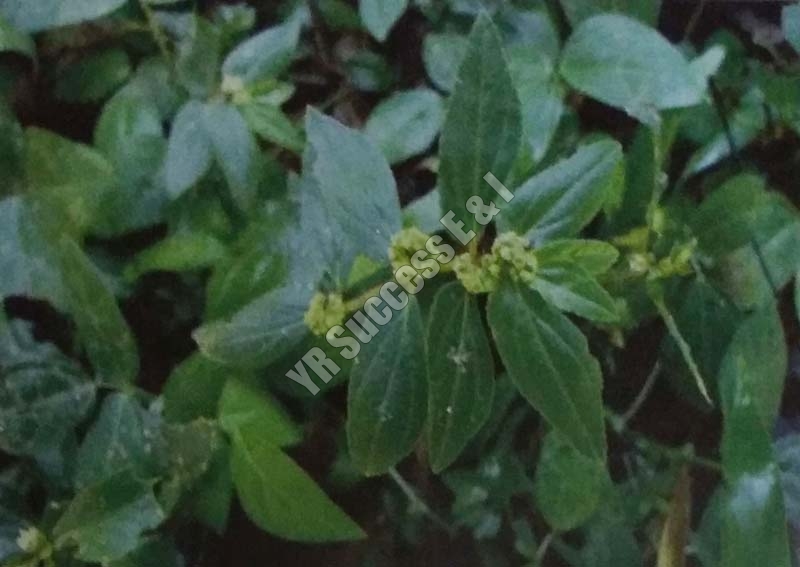 Euphorbia Pilurifera