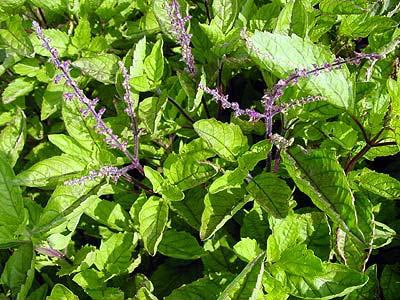 Holy Basil Extract - Adaptogen