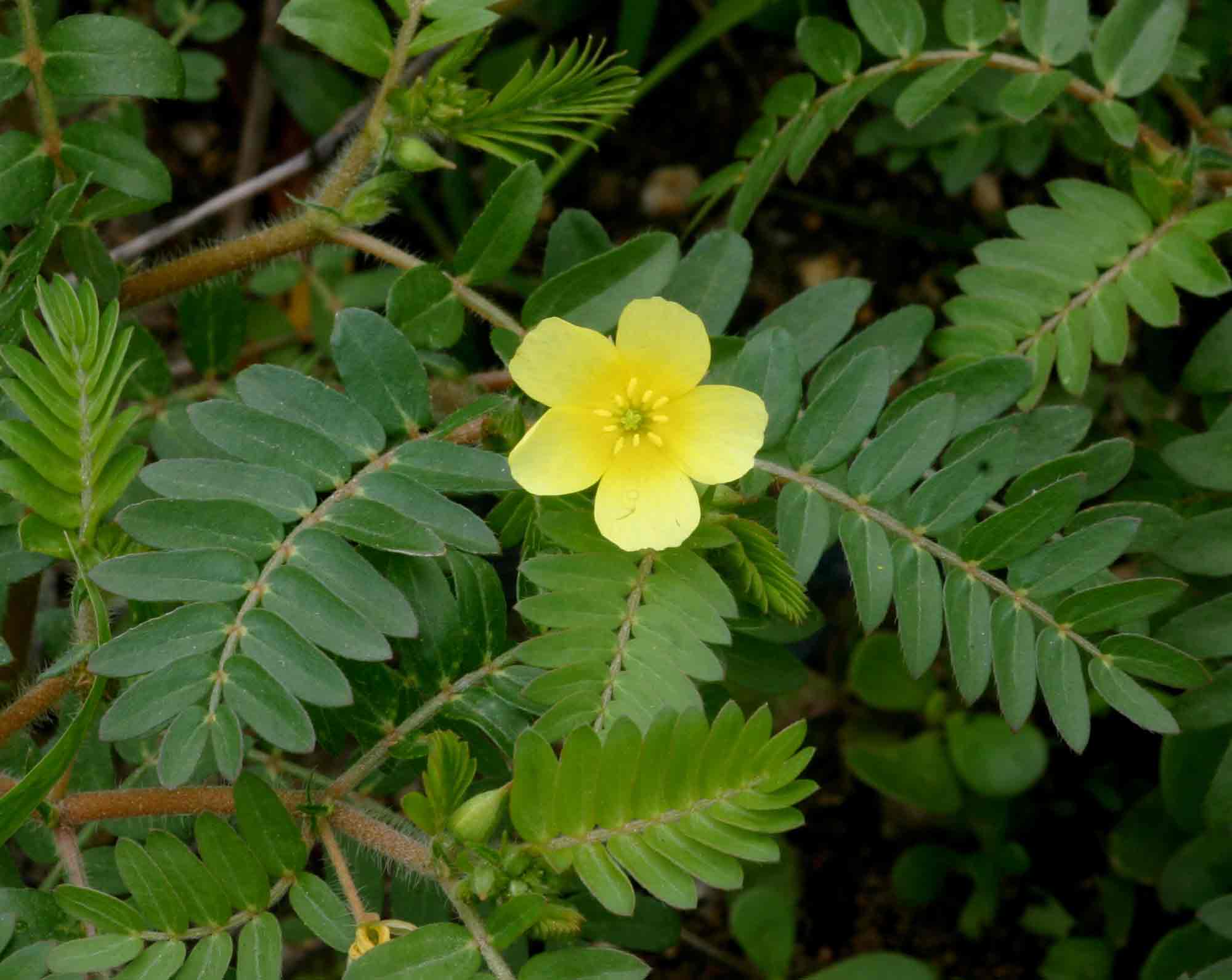 Tribulus Terrestris Extract