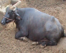 Murrah Buffaloes Dairy Farm