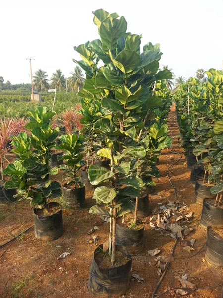 Ficus Plant