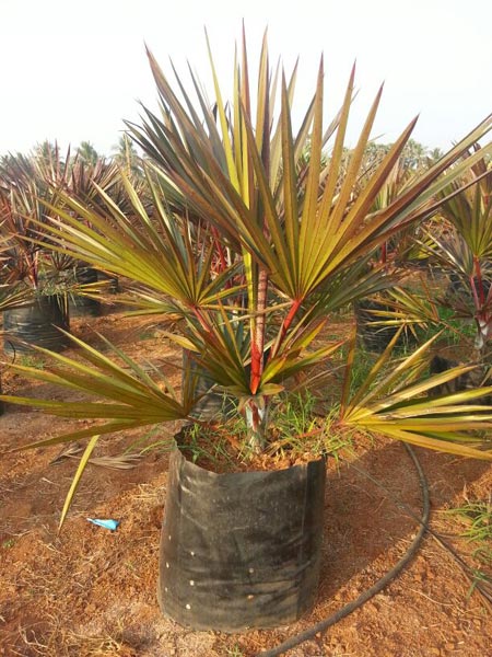 Latania Rubra Plant
