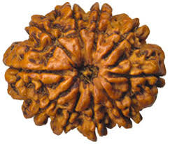 10 Mukhi Nepali Rudraksha