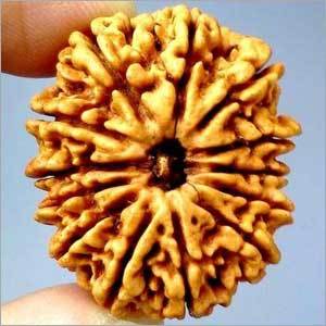 13 Mukhi Nepali Rudraksha