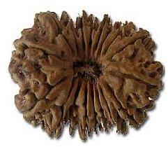 18 Mukhi Rudrakash