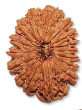 19 Mukhi Nepali Rudraksha