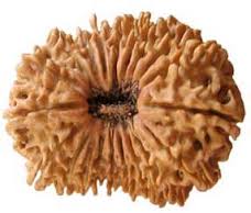 20 Mukhi Nepali Rudraksha