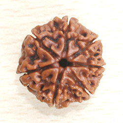 7 mukhi nepali rudraksha