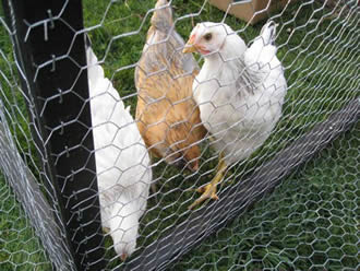 Chicken Wire Mesh Rolls - The Mesh Company