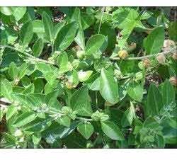 Ashwagandha Extract(withanoloids 2.5%-4%)