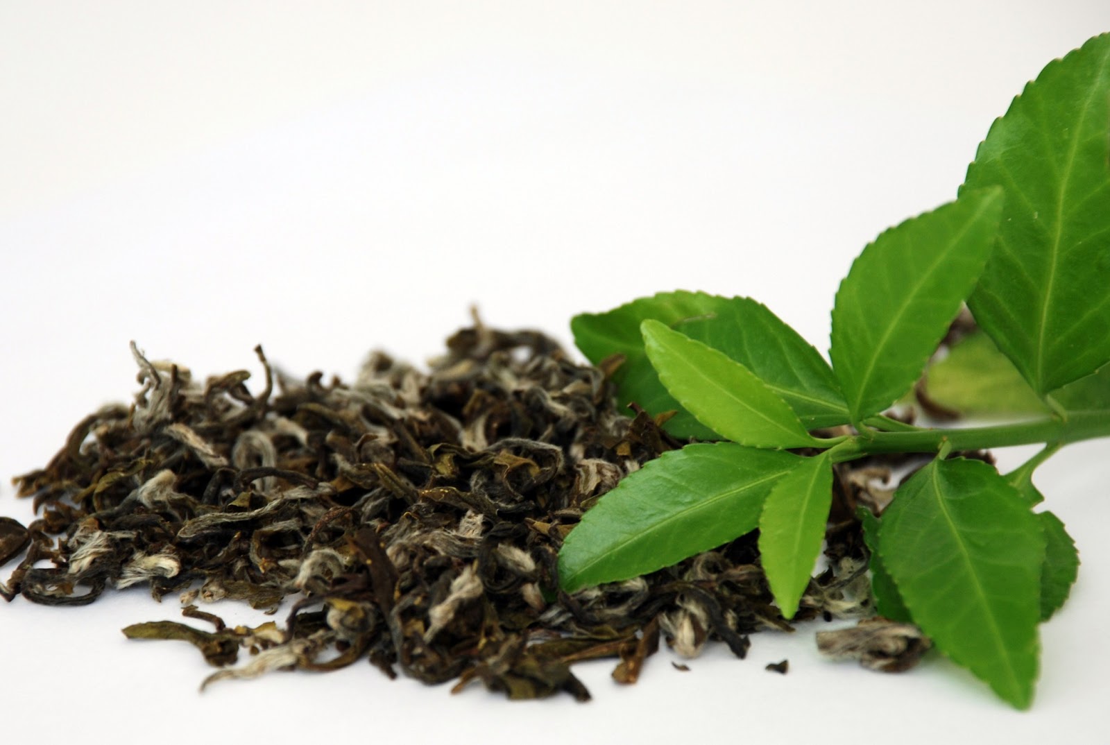 green tea extract