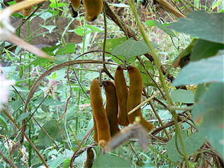 Mucuna Puriens Extract