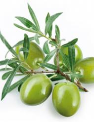 Olive Leaf Extract (oleuropein 20%,40%)