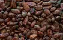 cocoa beans