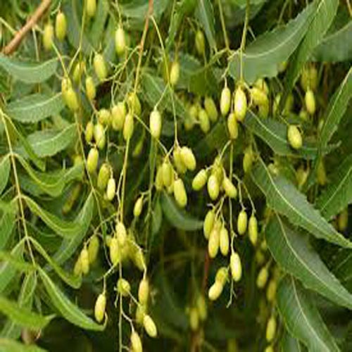 Neem Plant - The Herbs N Spices, Neemuch, Madhya Pradesh