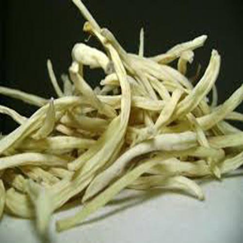 Safed Musli Roots | Chloropytum Borvilanium