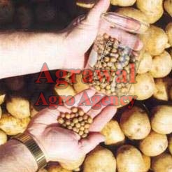 Potato Seeds
