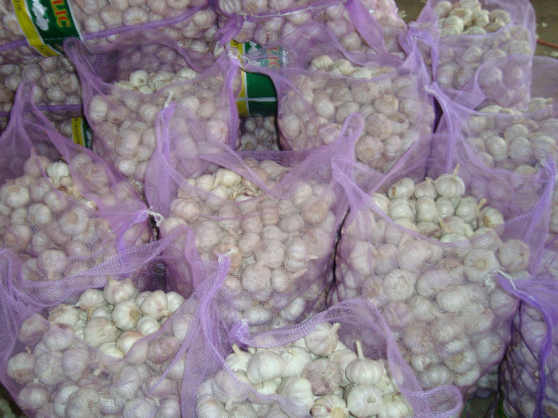 White Garlic
