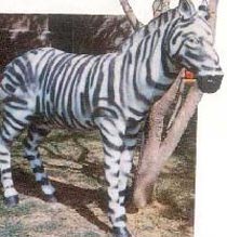 FRP Zebra Statue