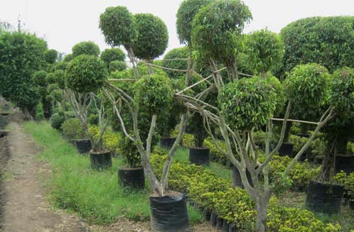 Ficus Multi Outdoor Plants