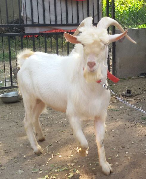 Saanen Male Goat