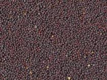 mustard seeds