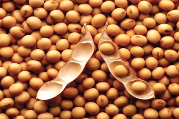 soybean seeds