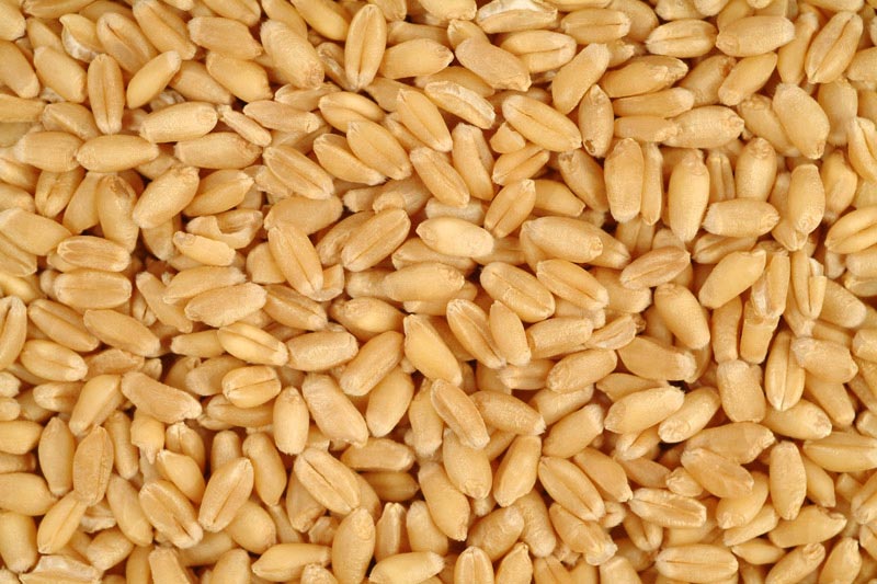 Common Wheat Seeds, for Beverage, Flour, Food, Purity : 99.9%