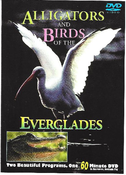 Alligatores - Birds - The Everglades