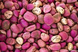 Kola Nut