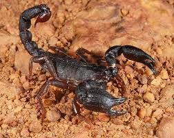 Black Scorpion