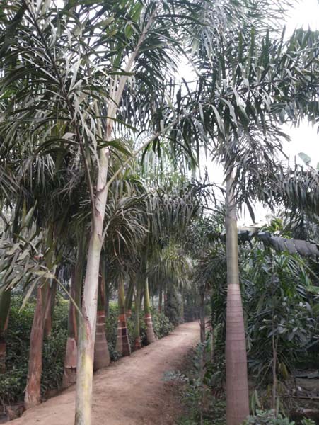 foxtail palm plant