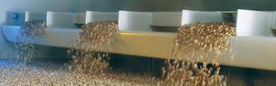 Wheat Sorting Services