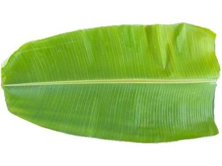 Banana Leaves, Color : Green