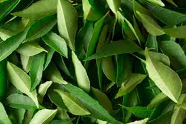 CURRY LEAF EXPORTERS